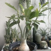 アデニウム,剪定の画像