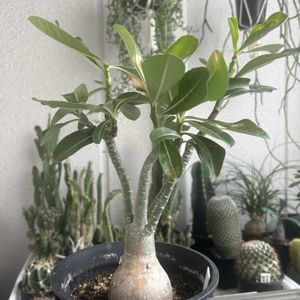 アデニウム,剪定の画像