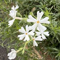 シバザクラ,地植え,白い花,元気！,花のある暮らしの画像