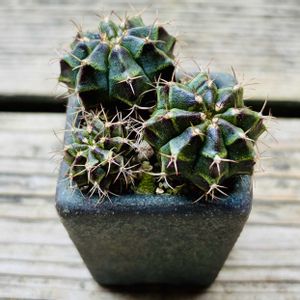 サボテン,牡丹玉,多肉植物,子株,鉢植えの画像