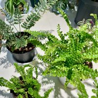 ネフロレピス ダッフィー,プラスチックファン,ネフロレピス　エミナ,観葉植物,シダ植物の画像
