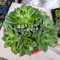 植え替え,寄せ,可愛い♥️,大好き♥️,多肉ばぁ～の画像