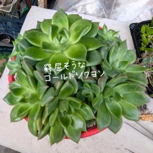 植え替え,寄せ,可愛い♥️,大好き♥️,多肉ばぁ～の画像