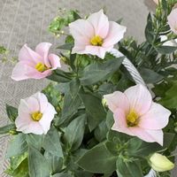 トルコキキョウの画像