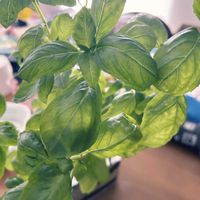 バジル,バジル,種から,室内栽培,プランター野菜栽培の画像