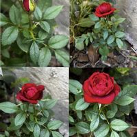 ザクロ,生姜,ミ二バラ,花友さんに感謝♡,庭の画像