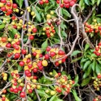 ツルウメモドキ,可憐な花,ビューティフル サンデー,明日はきっと良い日になる,日曜ビタミンカラー♪の画像