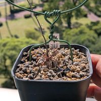 亀甲竜,ディオスコレア エレファンティプス,多肉初心者,多肉植物とサボテン,ディオスコレア属の画像
