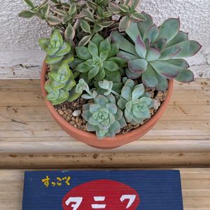 多肉寄せ植え,バラと夢CLUB,毎月４日はシダの日,ミッチの会,天使の日の画像
