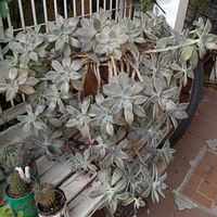 朧月,多肉植物の画像