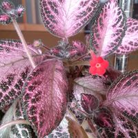 エピスシア クプレアータピンクアカシュ,観葉植物,イワタバコ科,新潟県の画像
