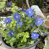 アンゲロニア,アメリカンブルー,ピンクの花,ブルー,水挿しの画像