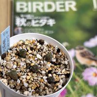 エケベリア,ローラhyb.,ロフォフォラ 翠冠玉,東山動植物園,多肉植物の画像