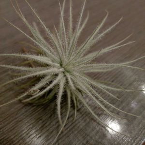 チランジアの画像