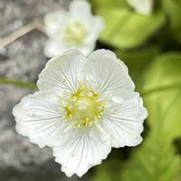 アブチロン,ケイトウ,ダリア,コウメバチソウ,今日のお花の画像