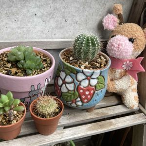 植え替え,ベランダー,多肉女子,GS植物うちなーぐち会,まつぴよさんｿｯｸｽﾌｧﾐﾘｰ♥️の画像