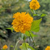 ヤマブキ,公園散歩,今日のお散歩,歩くの大好き♡の画像