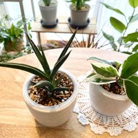 サンスベリア,観葉植物,ホヤの画像
