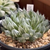 ハオルチア,菊の雫錦,多肉植物,鉢植え,ハオルチア属の画像
