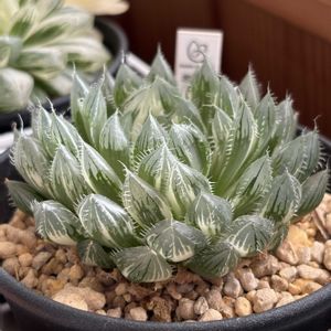 ハオルチア,菊の雫錦,多肉植物,鉢植え,ハオルチア属の画像