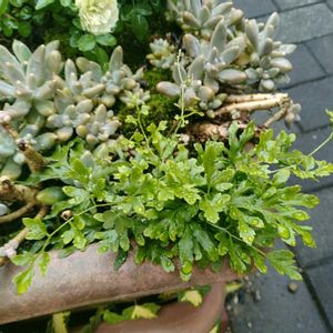 秋麗,カニクサ,カニクサ(ツルシノブ),多肉植物,多肉寄せ植えの画像