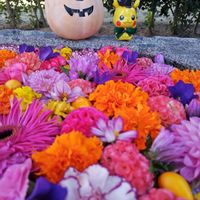 カーネーション,ガーベラ,ダリア,フォックスフェイス,マリーゴールドの画像