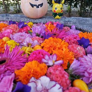 カーネーション,ガーベラ,ダリア,フォックスフェイス,マリーゴールドの画像