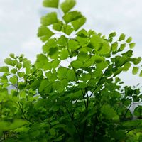 アジアンタム,アジアンタム,元気になって,毎月４日はシダの日」,新  芽の画像