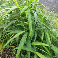 生姜,生姜,ショウガ(生姜),我が家の畑,家庭菜園の画像