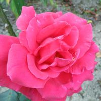 アンゲロニア,薔薇,花のある暮らし♡,おうち園芸,庭の画像