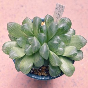 多肉寄植え,多肉植物,花のある暮らし,多肉に癒されての画像