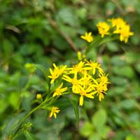 アキノキリンソウ,ノコンギク,コウヤボウキ,ノダケ,ヤマハッカの画像