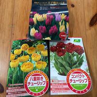 チューリップ,秋植え球根, チューリップの画像