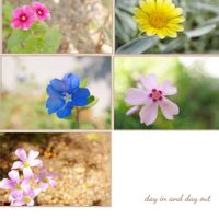 アメリカンブルー,ガザニア,フロックス,芝桜,オキザリス・トライアングラリスの画像