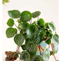 ペペロミア,デザートローズ,スイカペペ！,多肉植物,観葉植物の画像