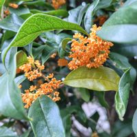 キンモクセイ,神刀,多肉植物,庭木の画像