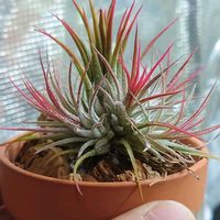 チランジア,ティランジア,イオナンタ フエゴ,植物のある暮らし,植中毒の画像
