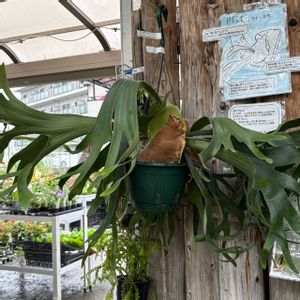  コウモリラン , ビカクシダ,キュンキュン乙女倶楽部,GS映え,植欲増進中の画像