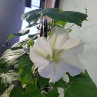 コリウス,初雪カズラ,ユウガオ,八重咲き皇帝ダリア,ラナンキュラス　ラックスの画像