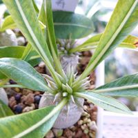 亀甲竜,パキポディウム属,花のある暮らし,多肉のある暮らし,植物のある暮らしの画像