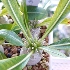 亀甲竜,パキポディウム属,花のある暮らし,多肉のある暮らし,植物のある暮らしの画像