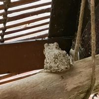 流木,カエル,アマガエル,カエル倶楽部♡の画像