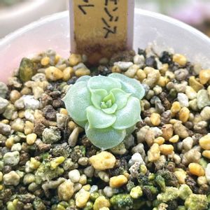 成長記録 チワワエンシス クサラレ,エケベリア チワワエンシス クサラレ,LED栽培,神奈川タニラー,多肉男子の画像