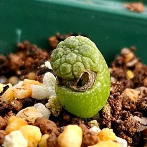 プセウドリトス　ミギウルティヌス,ピレナカンサ・マルビフォリア,ルートン,カリバナス・フーケリー,多肉植物の画像