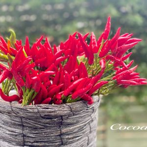 トウガラシ,花のある暮らし,緑のある暮らし,小さな幸せ♡,ナチュラルスタイルの画像