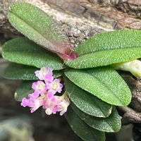 ショエノルキス　フレグランス,成長記録,洋ラン,植物棚,洋蘭原種の画像