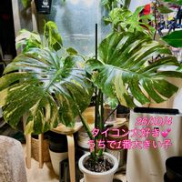 アンスリウム,ハイビスカス,モンステラ,フィロデンドロン,斑入りモンステラの画像