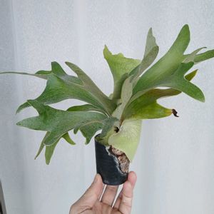ビカクシダ ビフルカツム,Platycerium. BTSS,ビカクシダBTSS, ビカクシダ,BTSSの画像