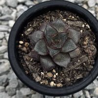 大和錦,大和錦,多肉植物の画像
