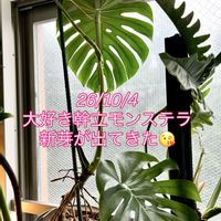 アンスリウム,モンステラ,フィロデンドロン,モンステラ デリシオーサ,ワイルドの画像
